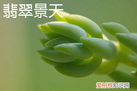 千佛手景天的特性是什么 翡翠景天和千佛手区别