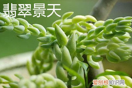 千佛手景天的特性是什么 翡翠景天和千佛手区别