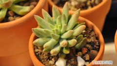 千佛手景天的特性是什么 翡翠景天和千佛手区别