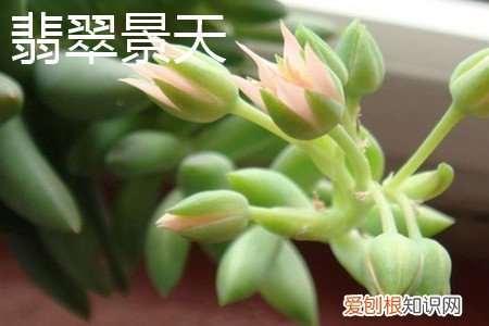 千佛手景天的特性是什么 翡翠景天和千佛手区别