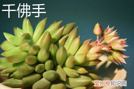 千佛手景天的特性是什么 翡翠景天和千佛手区别