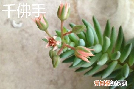 千佛手景天的特性是什么 翡翠景天和千佛手区别