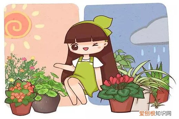 给花套个盆,花开得比拳头大,40℃高温还疯长!