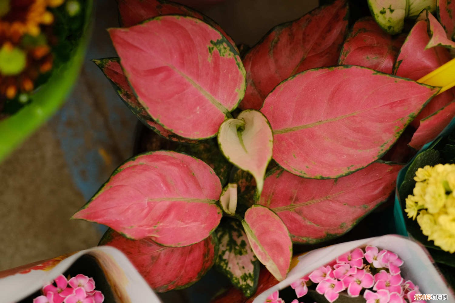 如意皇后怎样养殖 新买的如意皇后怎么养