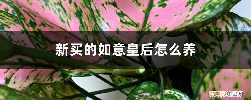 如意皇后怎样养殖 新买的如意皇后怎么养
