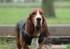 为什么养巴吉度犬的人很少 养巴吉度犬人少的原因