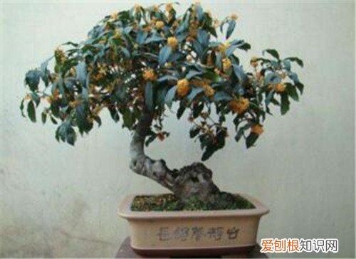 桂花盆景价格到底贵不贵 桂花怎么养才长得好