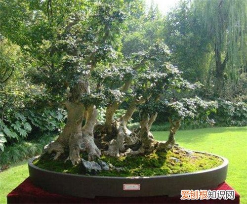 桂花盆景价格到底贵不贵 桂花怎么养才长得好