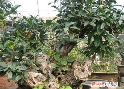 桂花盆景价格到底贵不贵 桂花怎么养才长得好