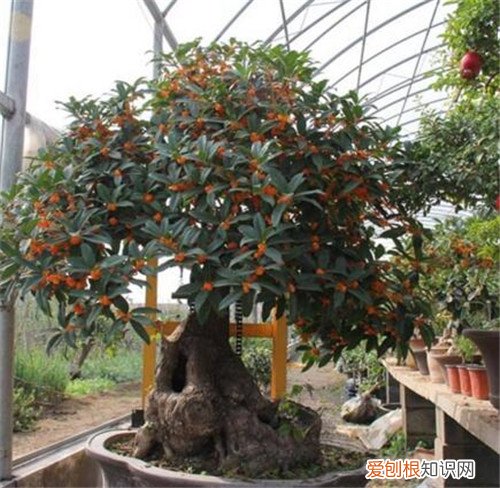 桂花盆景价格到底贵不贵 桂花怎么养才长得好