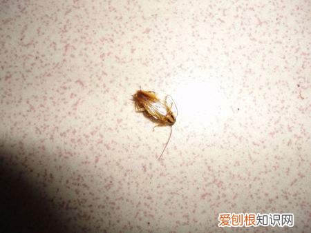 家里有蟑螂怎么办能除根 防止蟑螂的方法