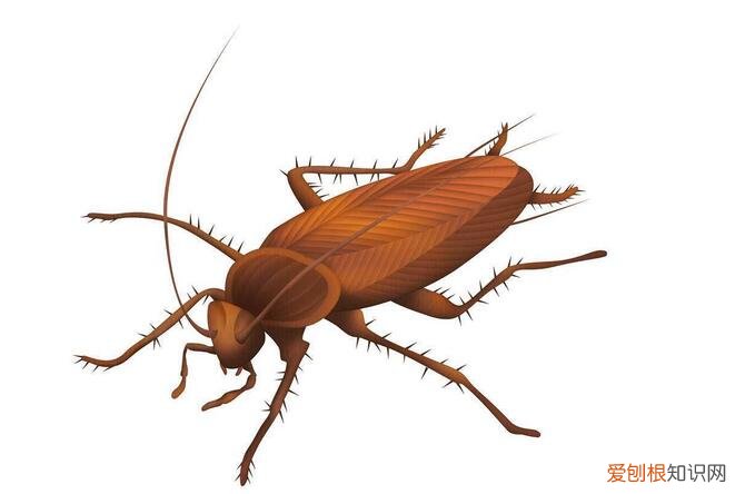 家里有蟑螂怎么办能除根 防止蟑螂的方法