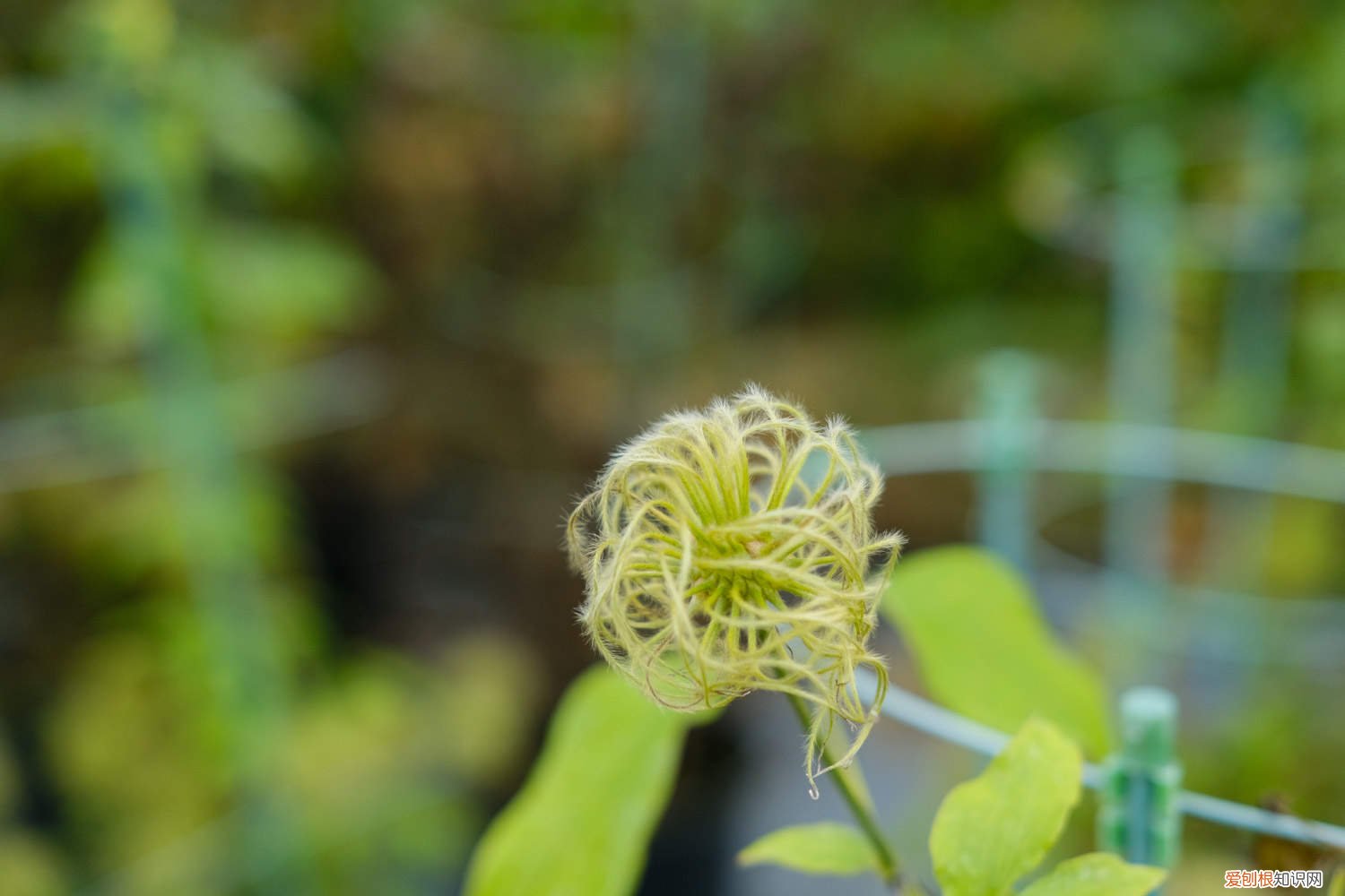 怎么样让铁线莲多开花 铁线莲怎样才能多开花