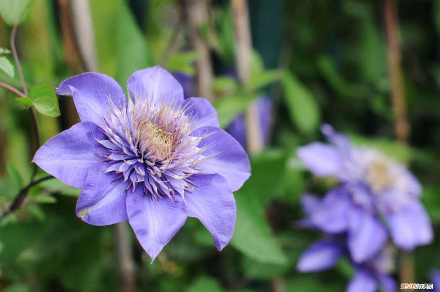 怎么样让铁线莲多开花 铁线莲怎样才能多开花