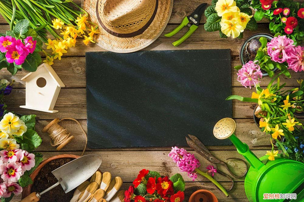 洗碗布丢盆底,花呼呼长爆盆,养10年都不烂根!