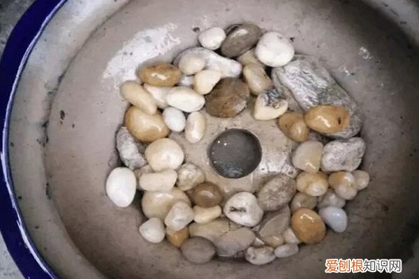 洗碗布丢盆底,花呼呼长爆盆,养10年都不烂根!