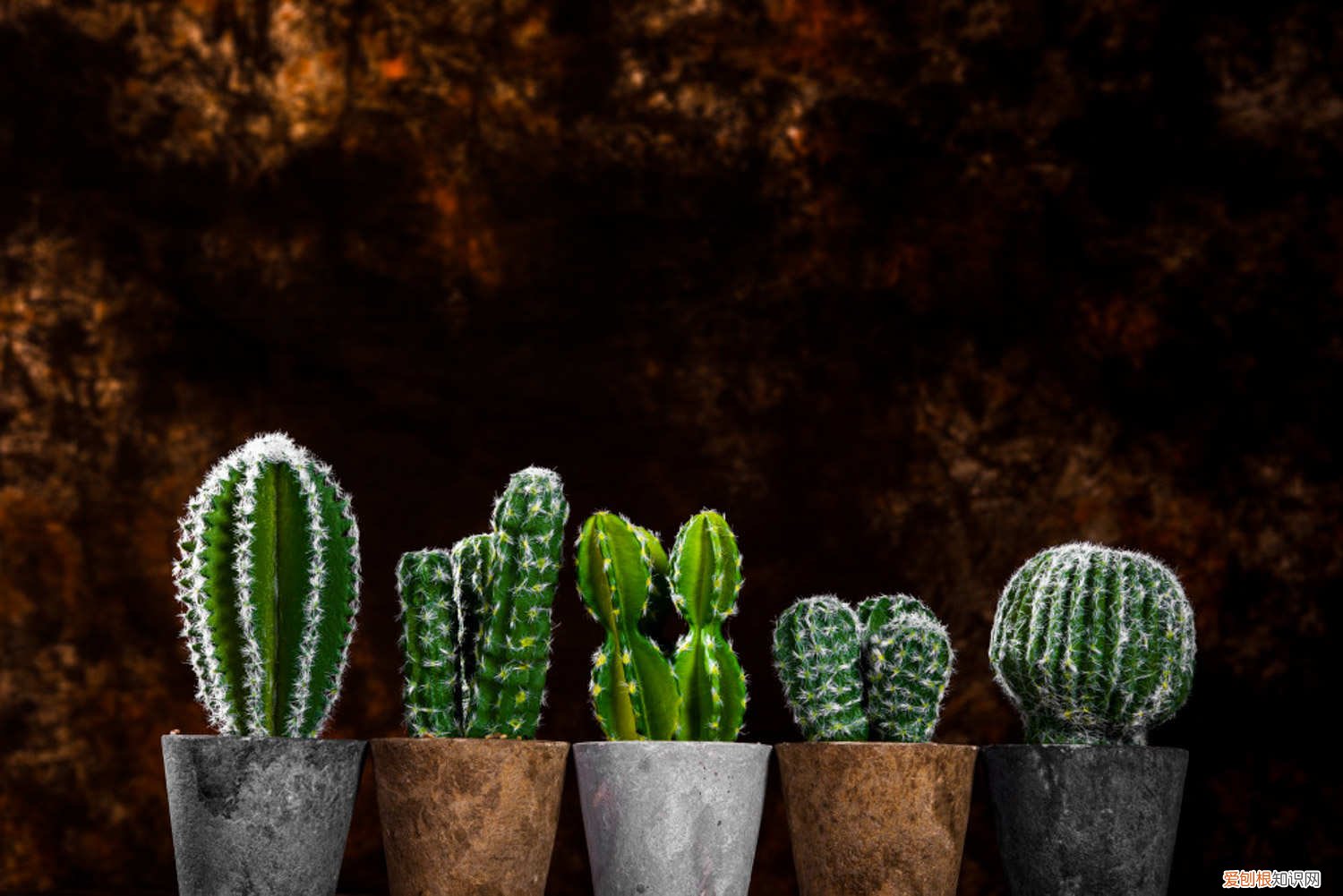 仙人球里面烂了化成水 烂掉的仙人球,切一刀扔水里,满瓶子都是大白根!