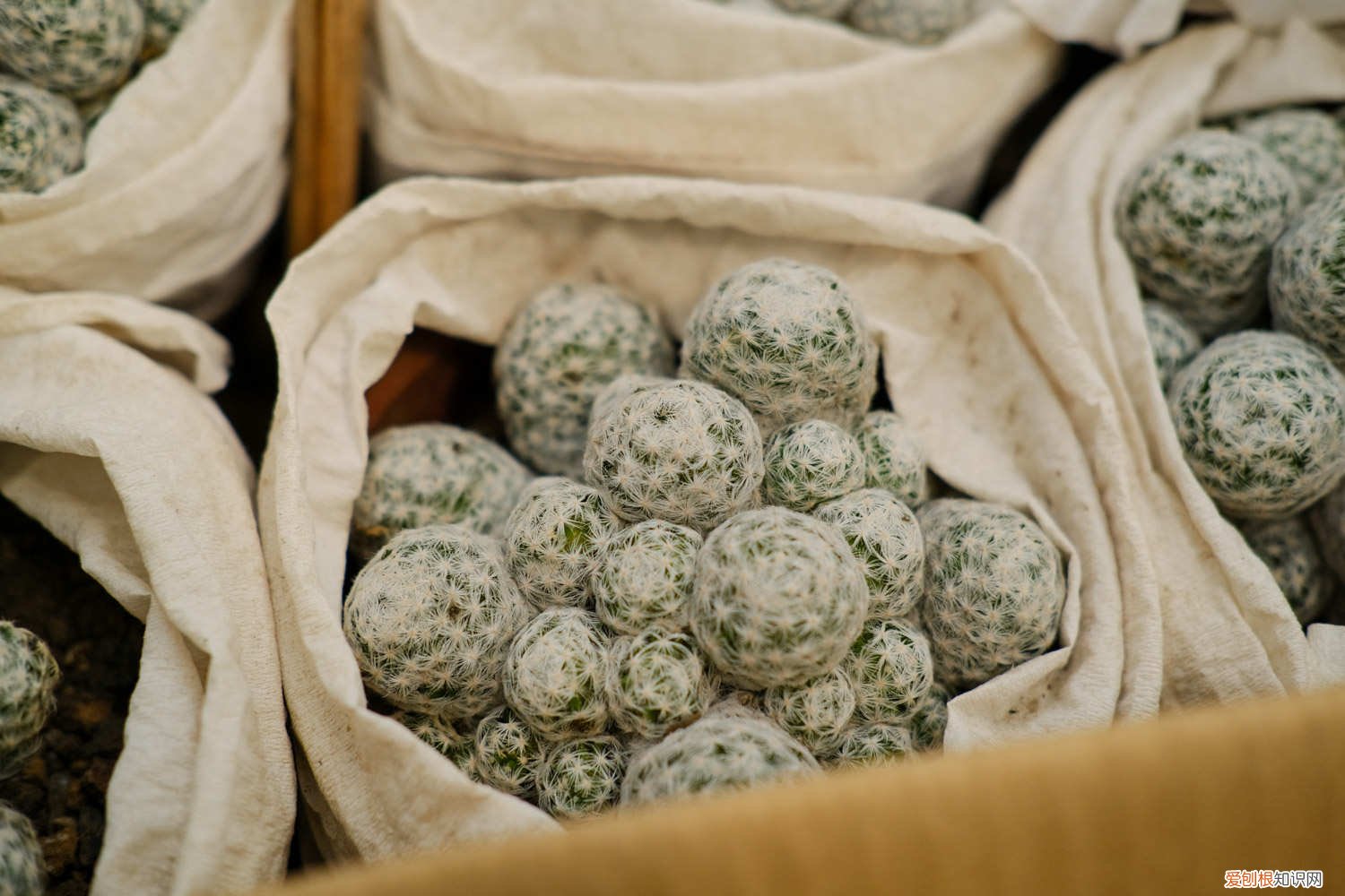 仙人球里面烂了化成水 烂掉的仙人球,切一刀扔水里,满瓶子都是大白根!