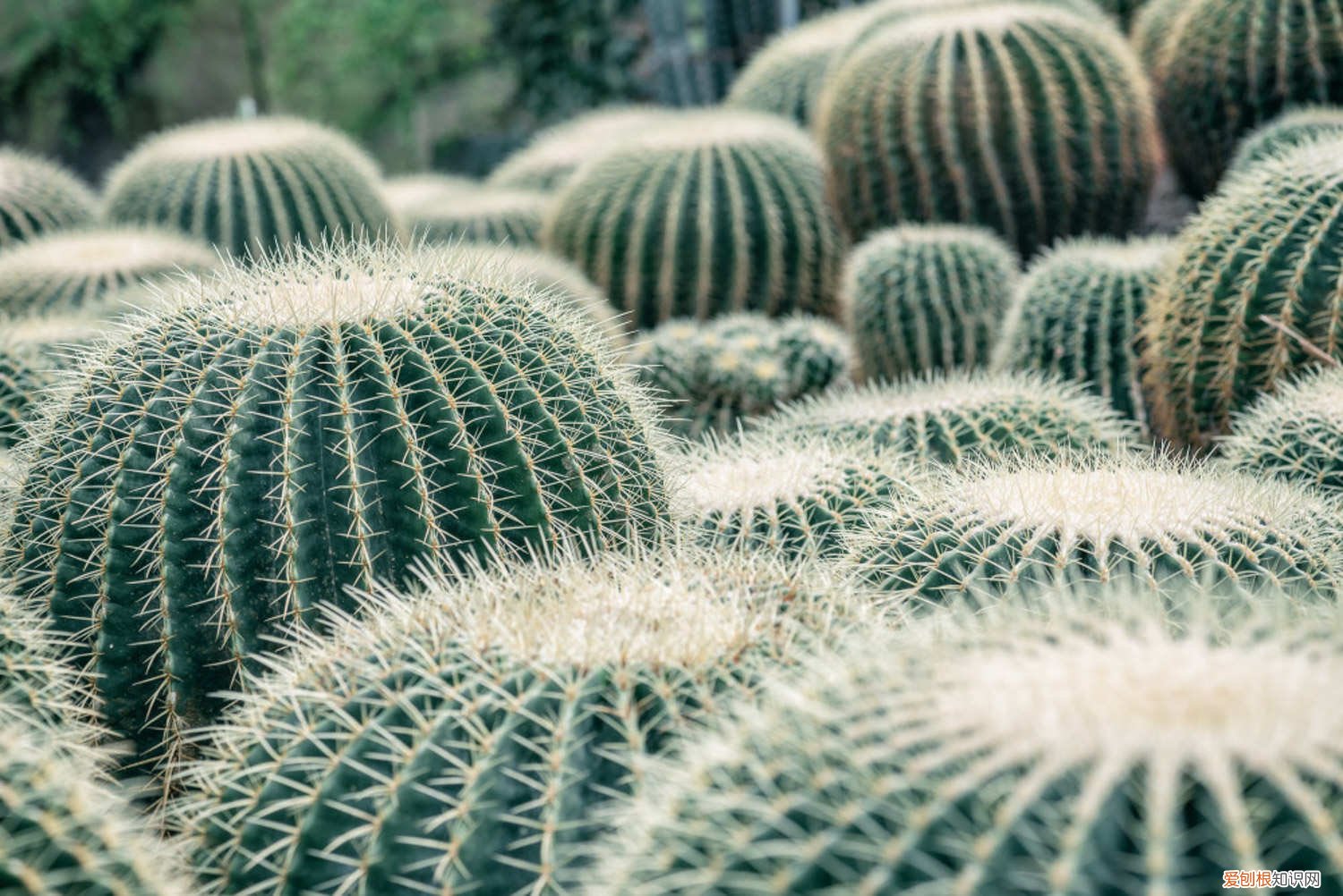 仙人球里面烂了化成水 烂掉的仙人球,切一刀扔水里,满瓶子都是大白根!