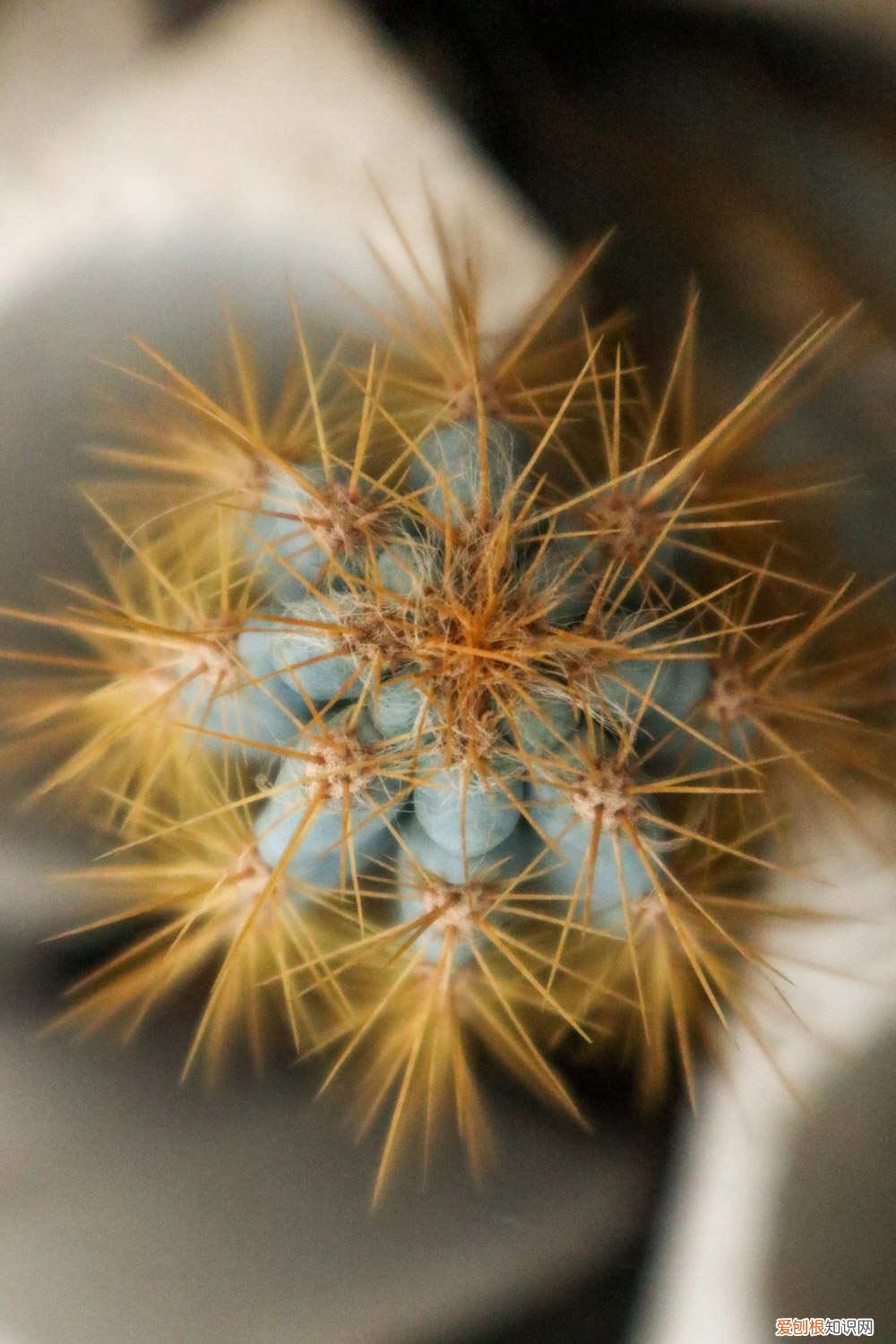 仙人球里面烂了化成水 烂掉的仙人球,切一刀扔水里,满瓶子都是大白根!