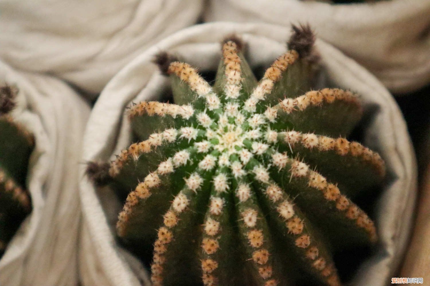 仙人球里面烂了化成水 烂掉的仙人球,切一刀扔水里,满瓶子都是大白根!