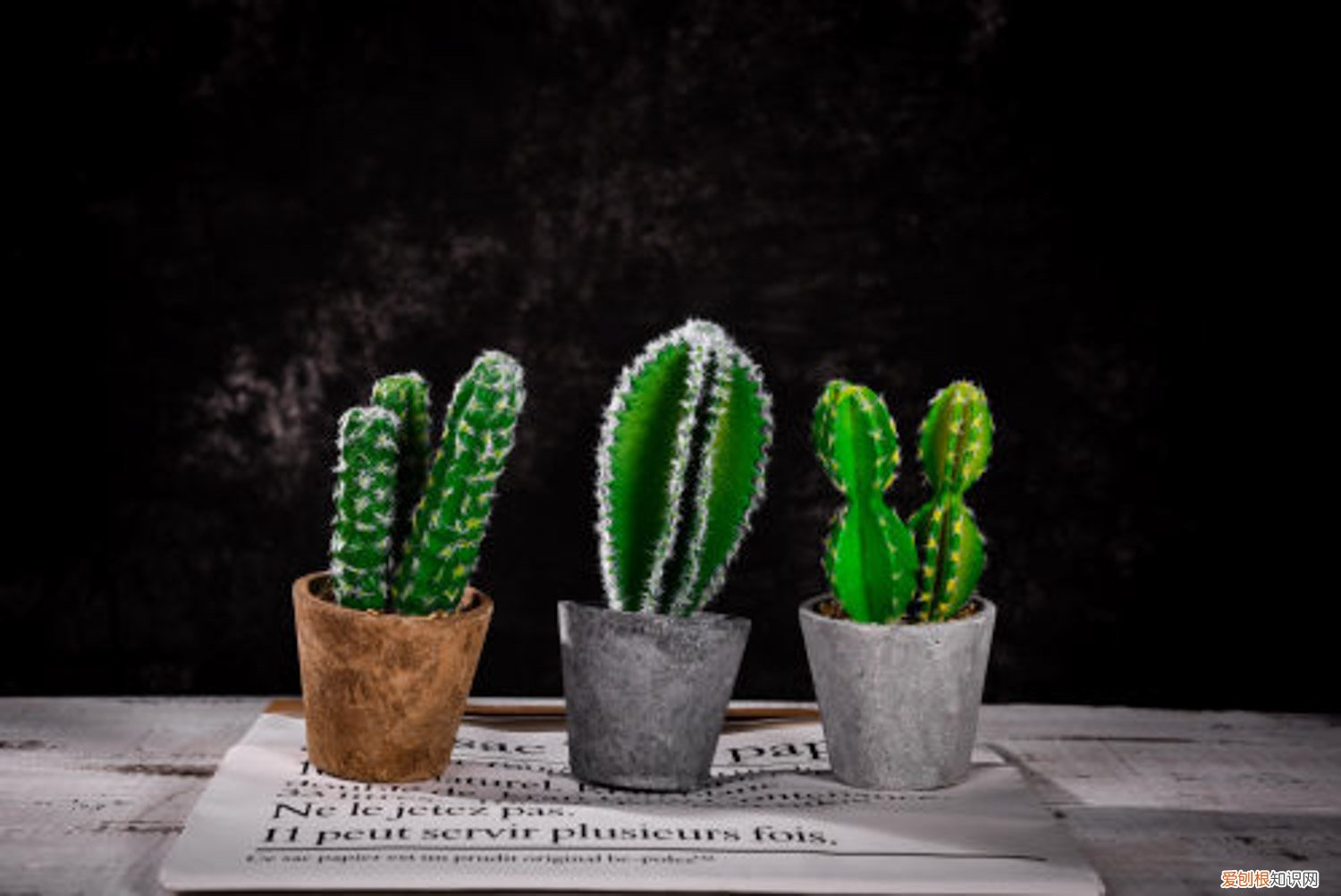 仙人球里面烂了化成水 烂掉的仙人球,切一刀扔水里,满瓶子都是大白根!