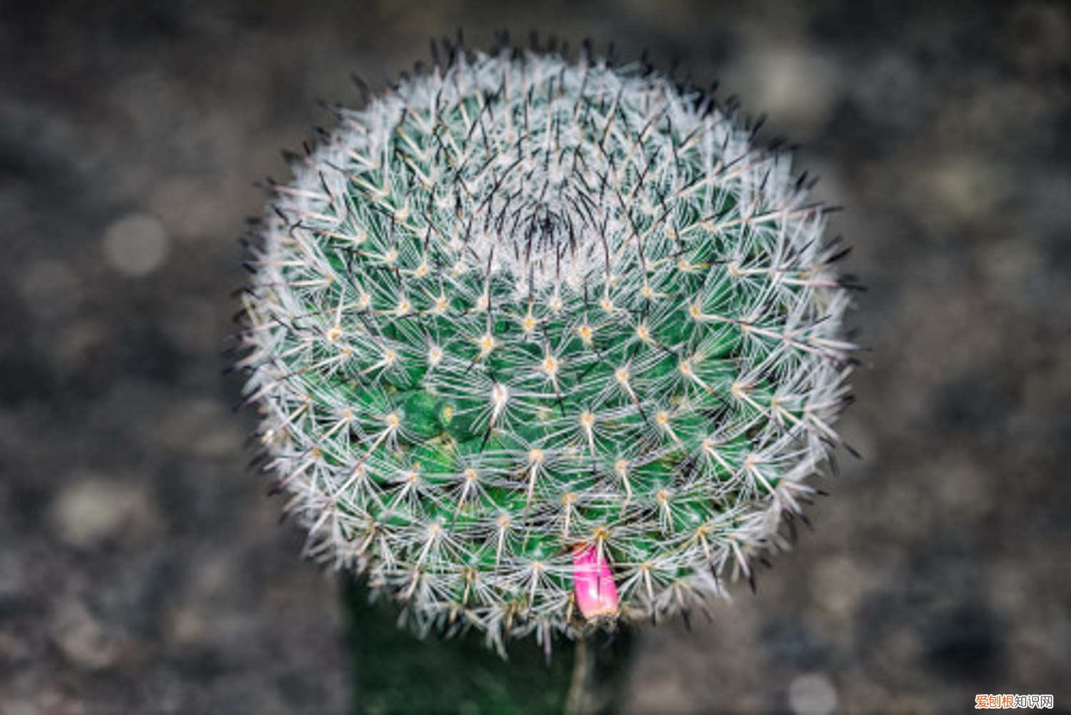 仙人球里面烂了化成水 烂掉的仙人球,切一刀扔水里,满瓶子都是大白根!