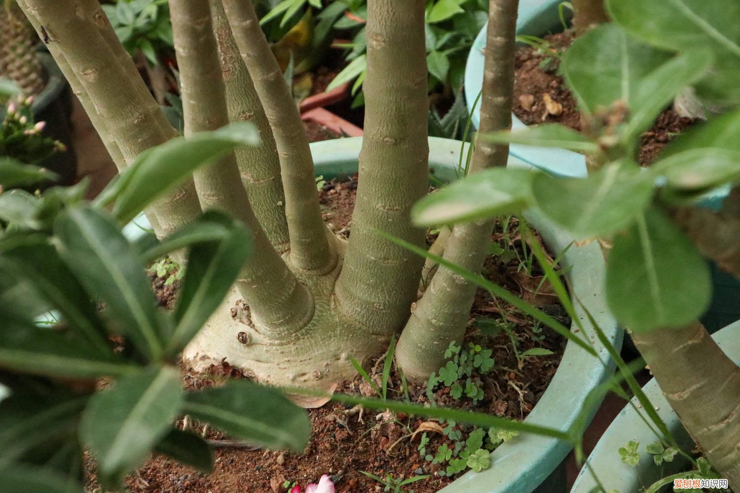 沙漠玫瑰怎么换盆最好 沙漠玫瑰怎么换盆