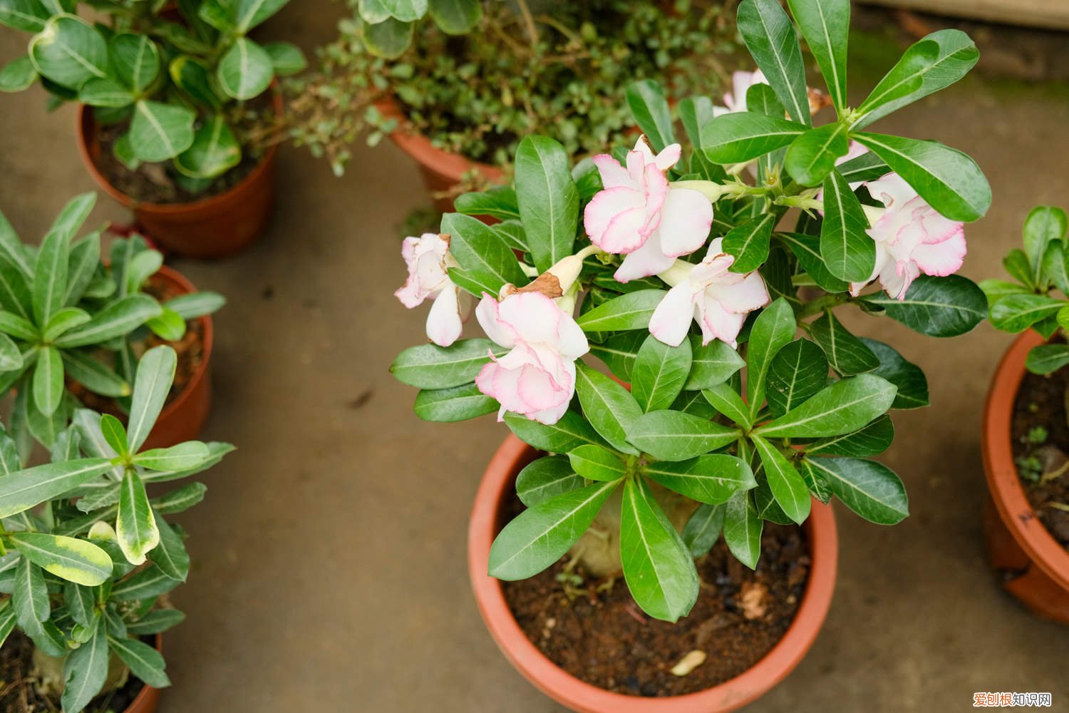 沙漠玫瑰的繁育方法 沙漠玫瑰的播种方法