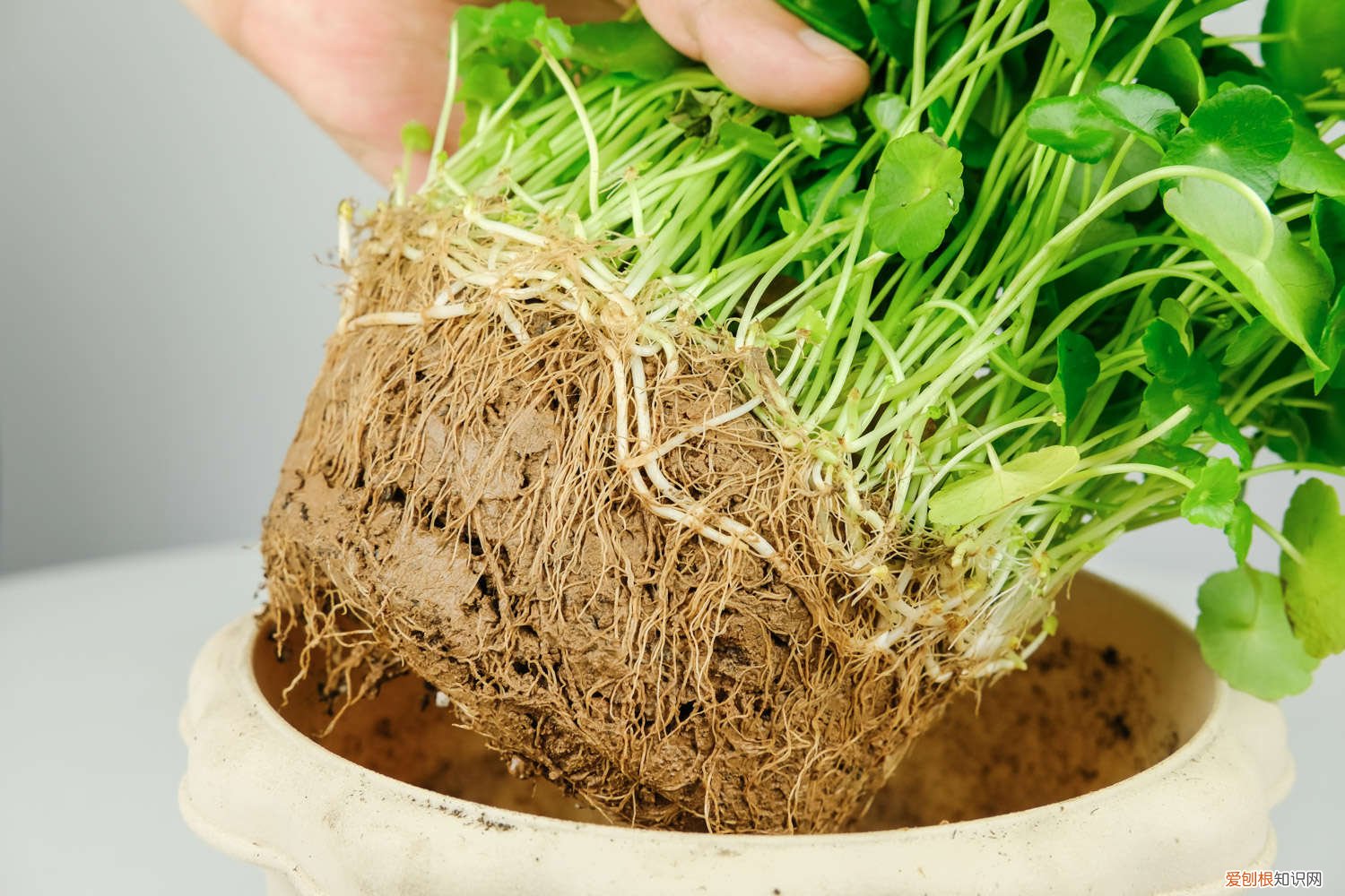 他家的铜钱草竟能养成瀑布，叶子比8个硬币还大，每年丢掉几十斤！