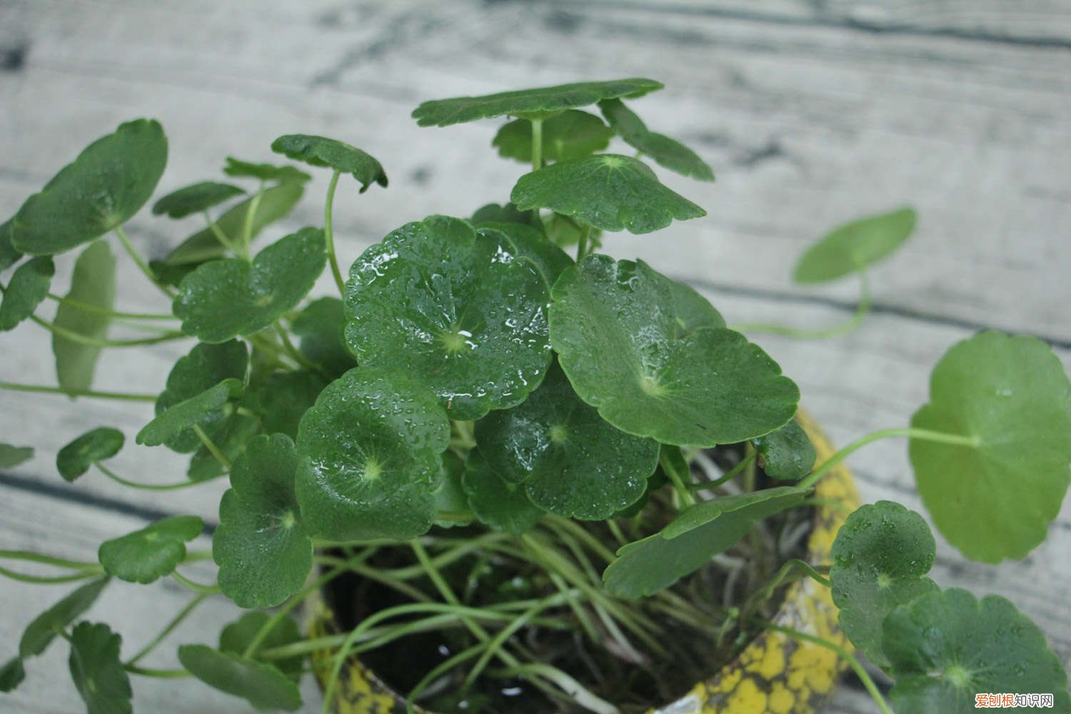 他家的铜钱草竟能养成瀑布，叶子比8个硬币还大，每年丢掉几十斤！