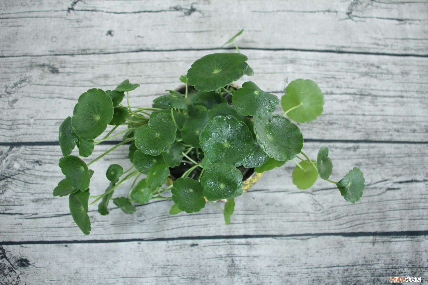 他家的铜钱草竟能养成瀑布，叶子比8个硬币还大，每年丢掉几十斤！