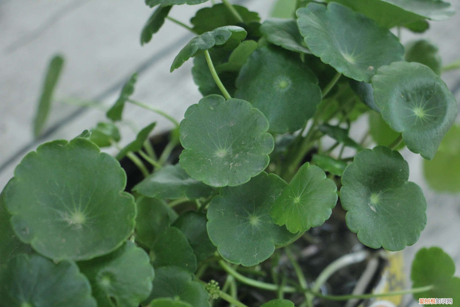 他家的铜钱草竟能养成瀑布，叶子比8个硬币还大，每年丢掉几十斤！