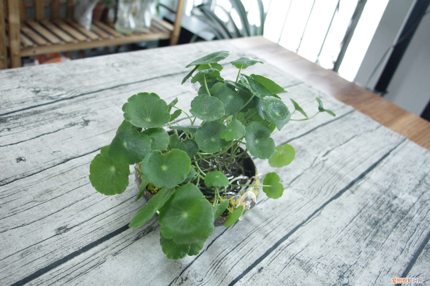 他家的铜钱草竟能养成瀑布，叶子比8个硬币还大，每年丢掉几十斤！