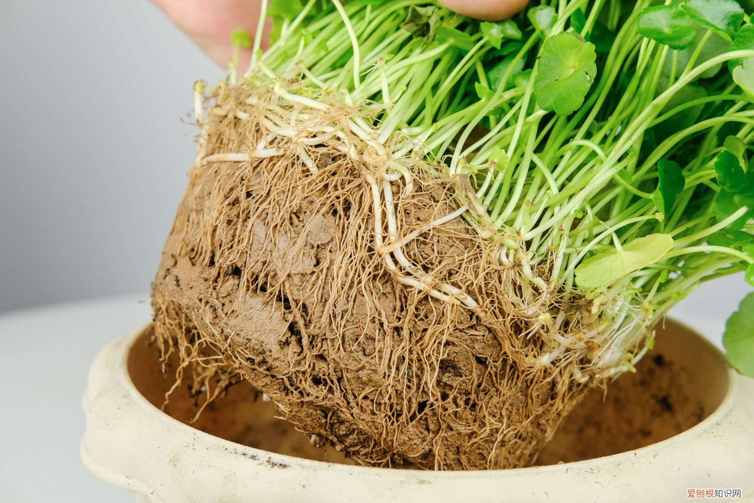 他家的铜钱草竟能养成瀑布，叶子比8个硬币还大，每年丢掉几十斤！