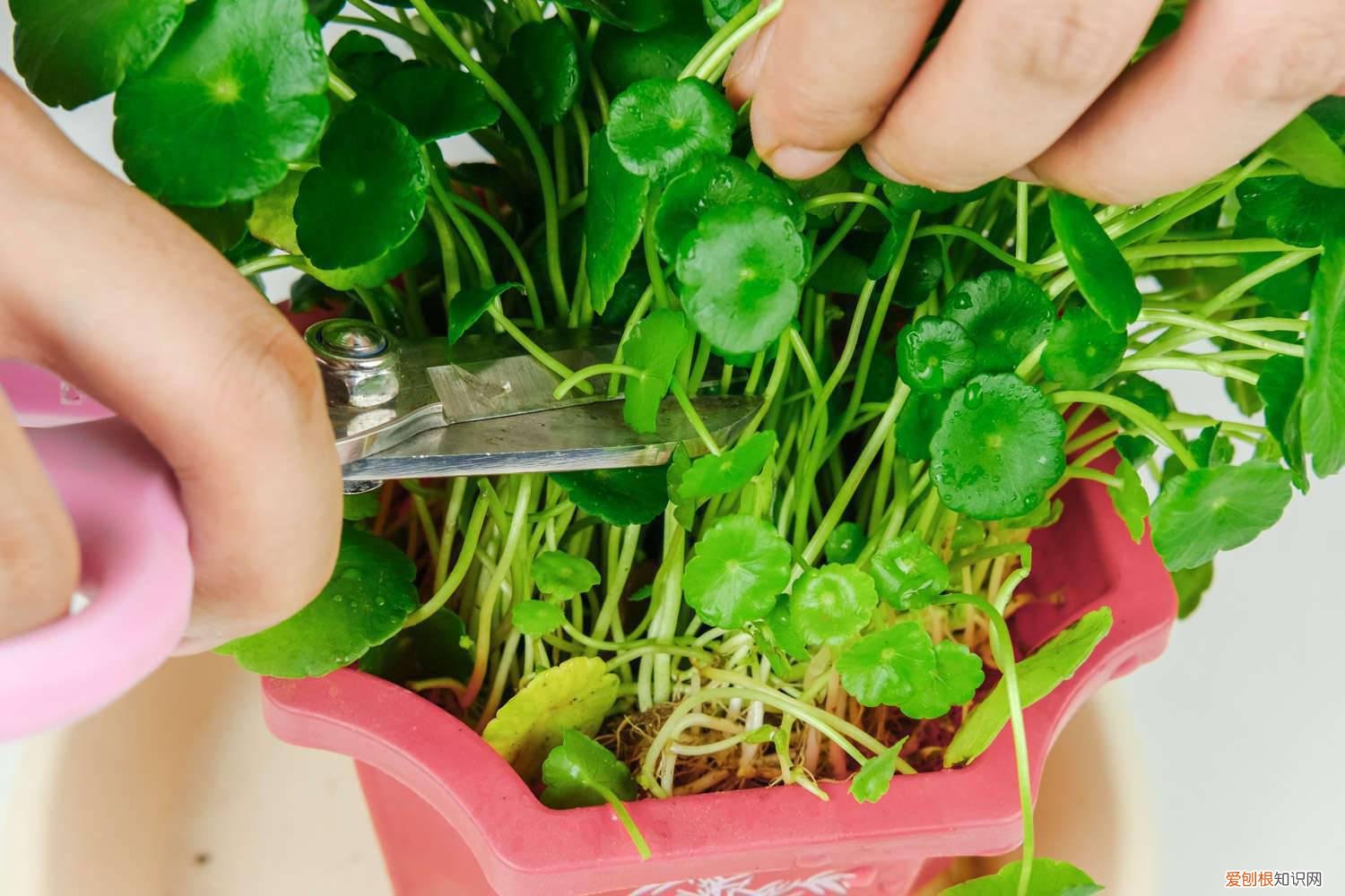 他家的铜钱草竟能养成瀑布，叶子比8个硬币还大，每年丢掉几十斤！