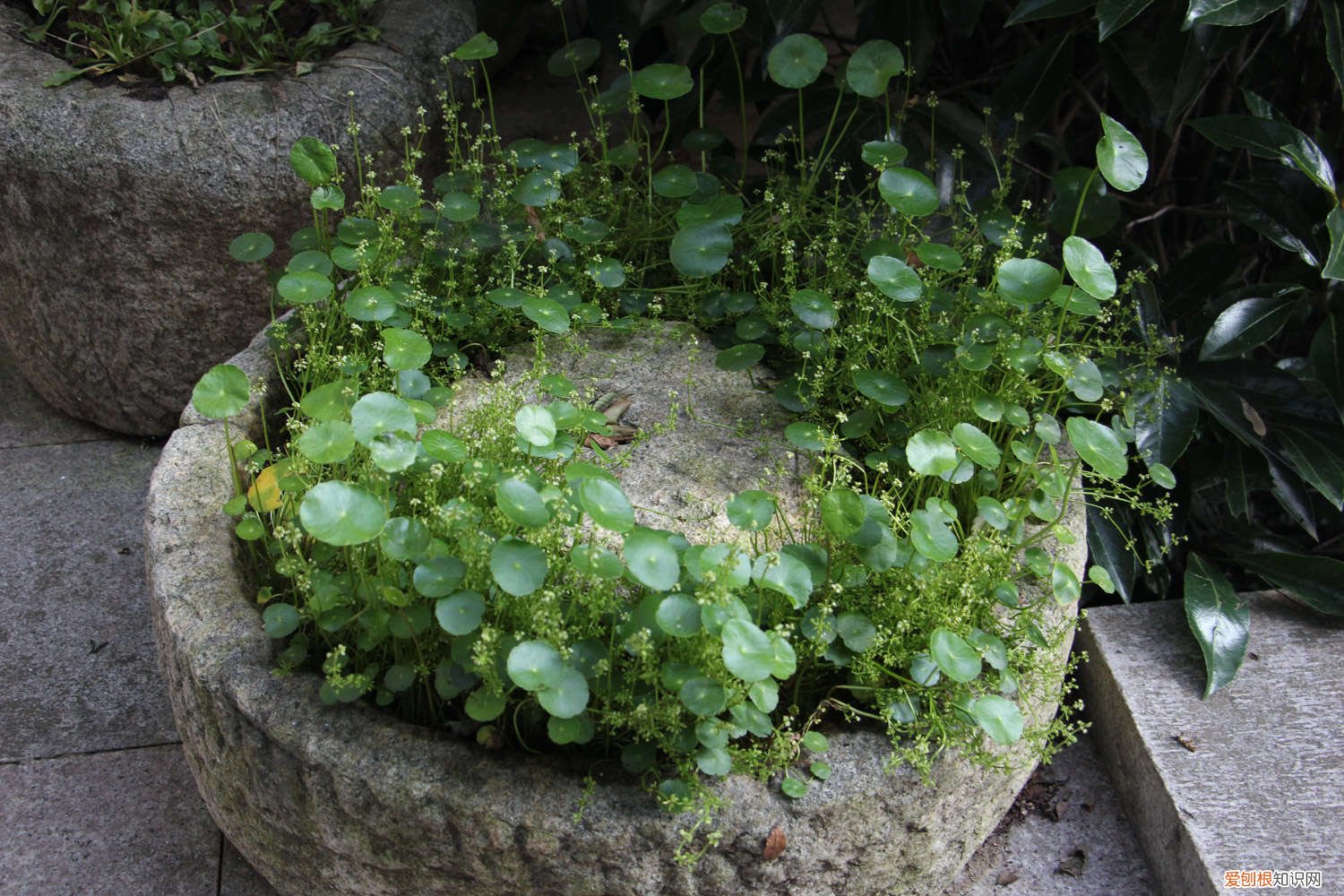 他家的铜钱草竟能养成瀑布，叶子比8个硬币还大，每年丢掉几十斤！