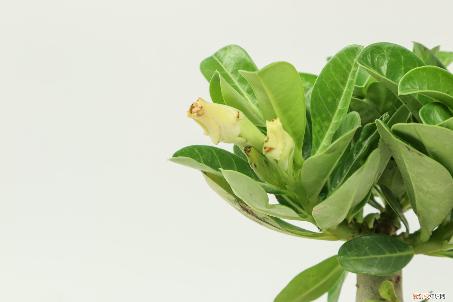 沙漠玫瑰怎么能开花 沙漠玫瑰怎么养才开花