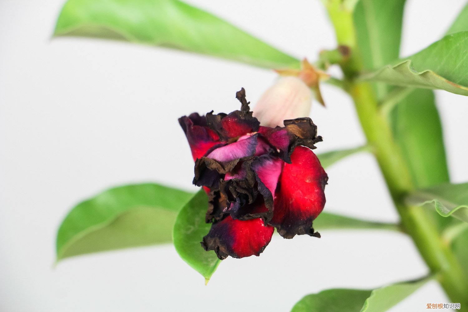 沙漠玫瑰繁殖大肚子 沙漠玫瑰怎么繁殖