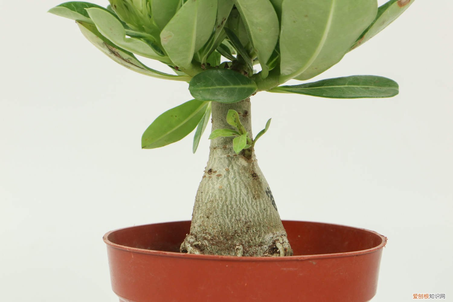 沙漠玫瑰繁殖大肚子 沙漠玫瑰怎么繁殖