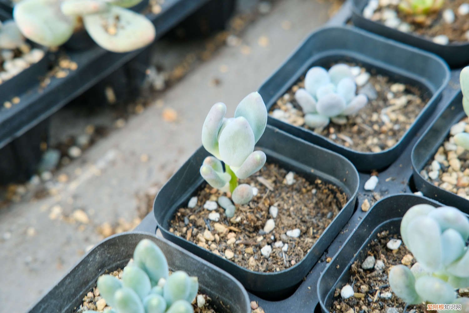 多肉瀑布桩 这6款多肉一养就成瀑布，邻居羡慕得眼红！