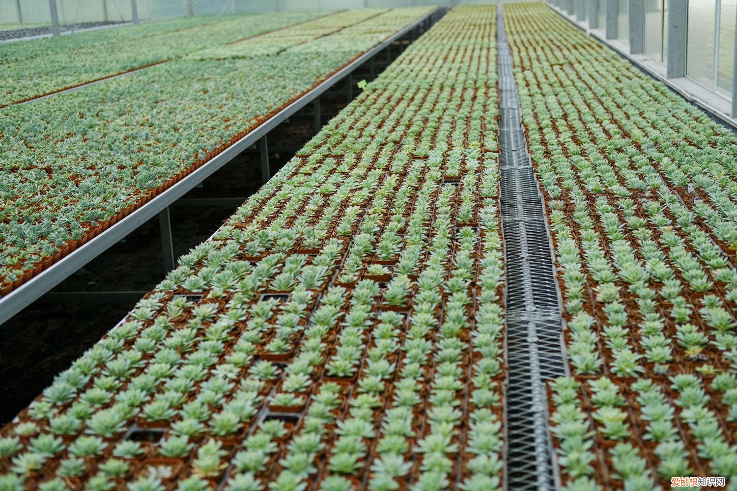 多肉瀑布桩 这6款多肉一养就成瀑布，邻居羡慕得眼红！