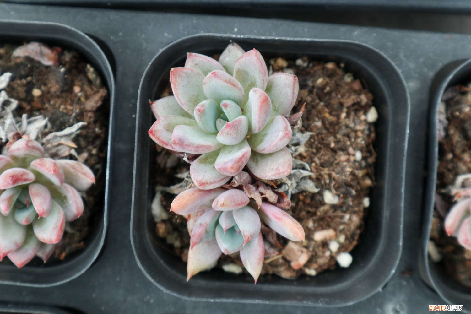 多肉瀑布桩 这6款多肉一养就成瀑布，邻居羡慕得眼红！