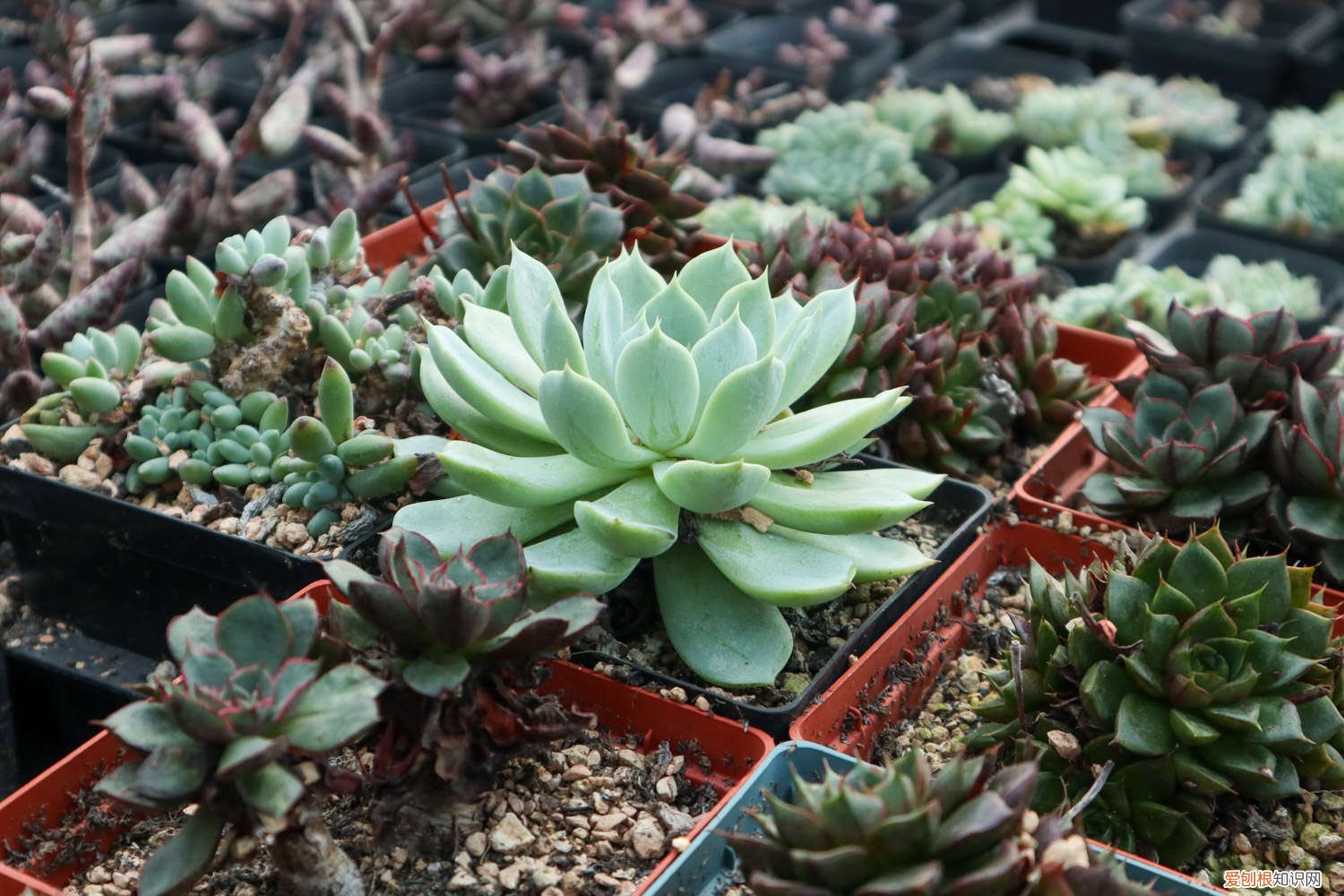 多肉瀑布桩 这6款多肉一养就成瀑布，邻居羡慕得眼红！