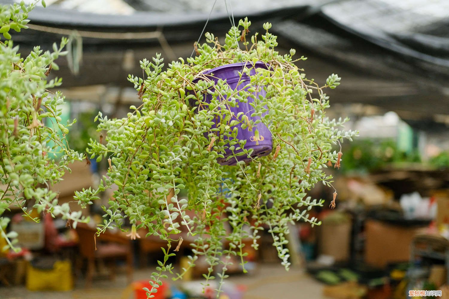 多肉瀑布桩 这6款多肉一养就成瀑布，邻居羡慕得眼红！