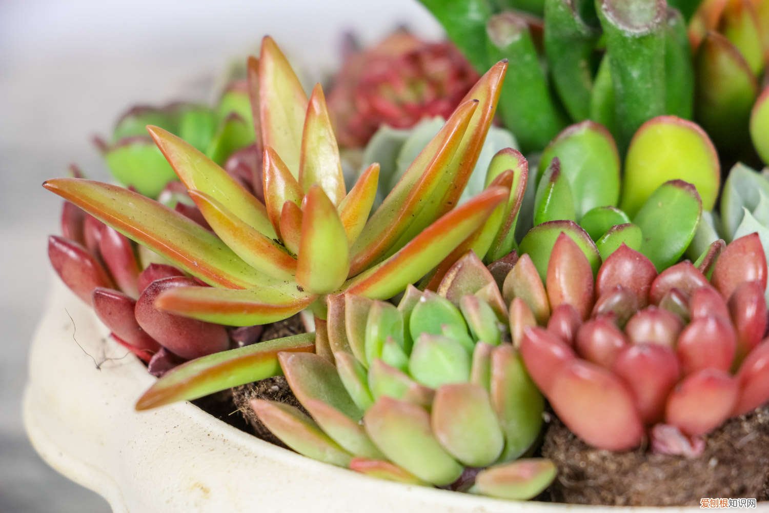 多肉瀑布桩 这6款多肉一养就成瀑布，邻居羡慕得眼红！