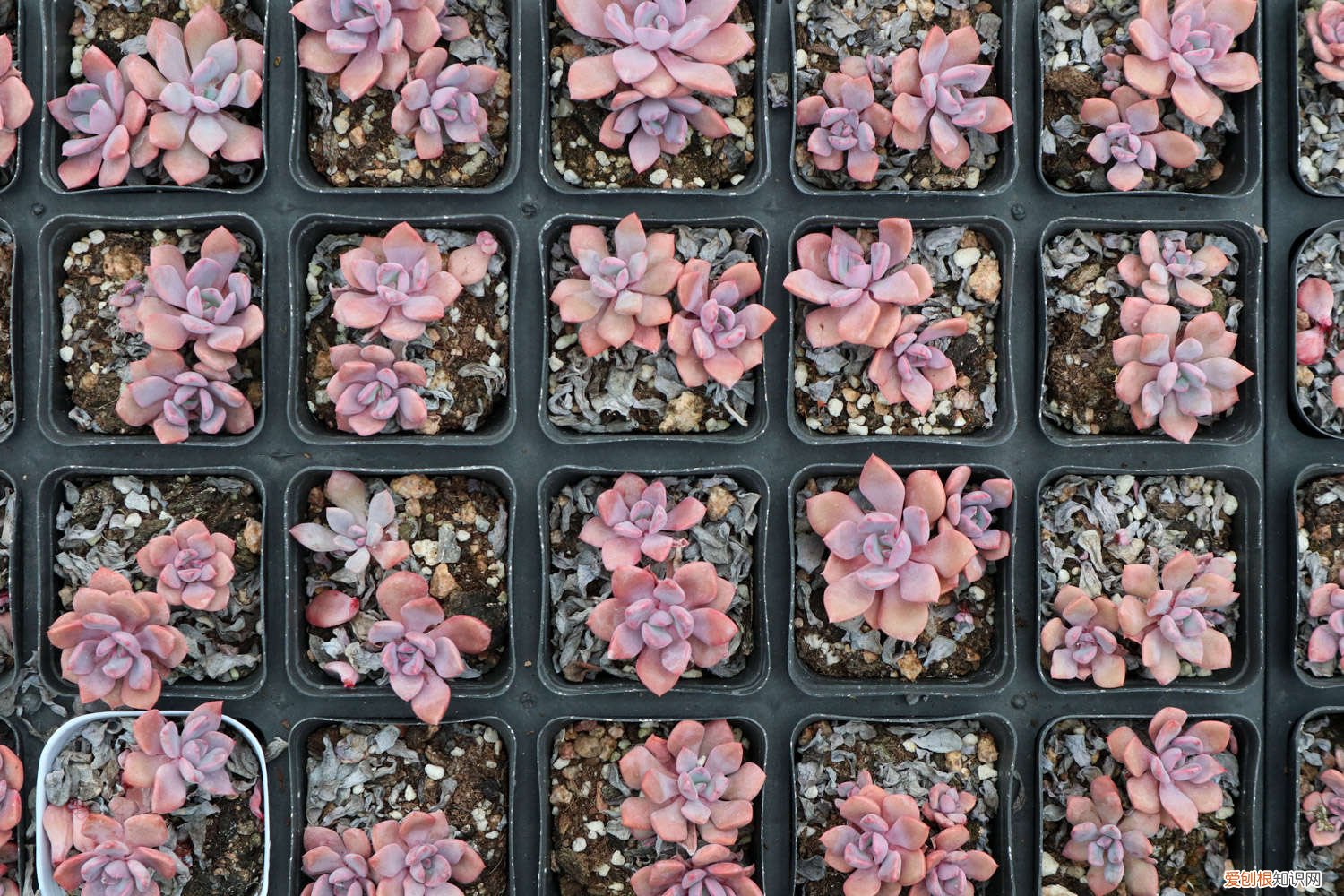 多肉瀑布桩 这6款多肉一养就成瀑布，邻居羡慕得眼红！