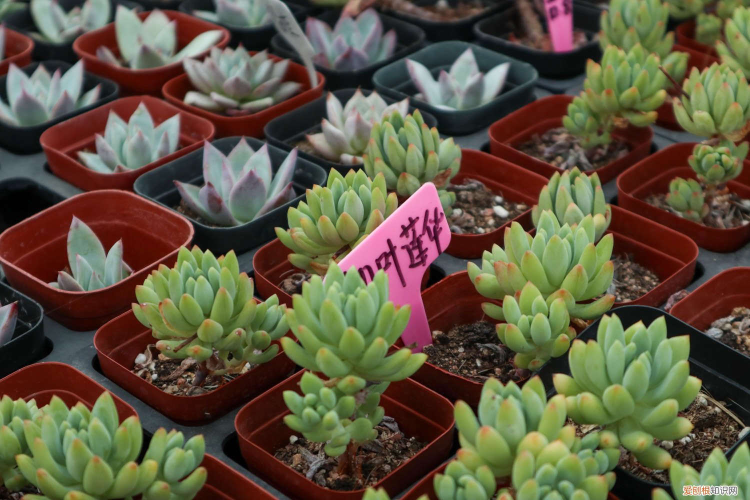 多肉瀑布桩 这6款多肉一养就成瀑布，邻居羡慕得眼红！