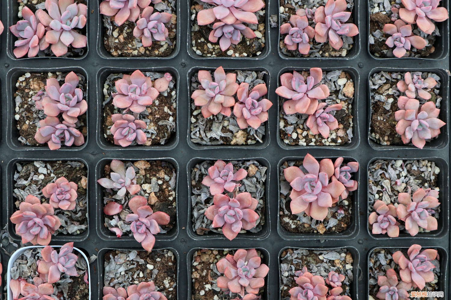 多肉瀑布桩 这6款多肉一养就成瀑布，邻居羡慕得眼红！