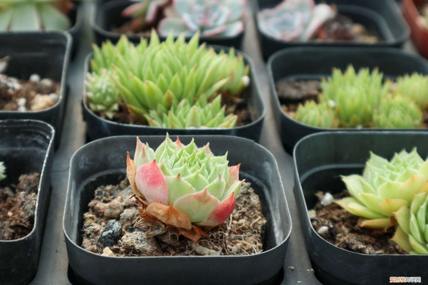 多肉瀑布桩 这6款多肉一养就成瀑布，邻居羡慕得眼红！